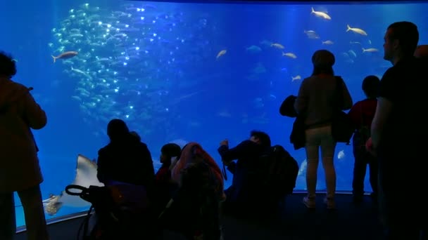 Osaka akvarium i Japan Asien med personer besökare hajar fisk — Stockvideo