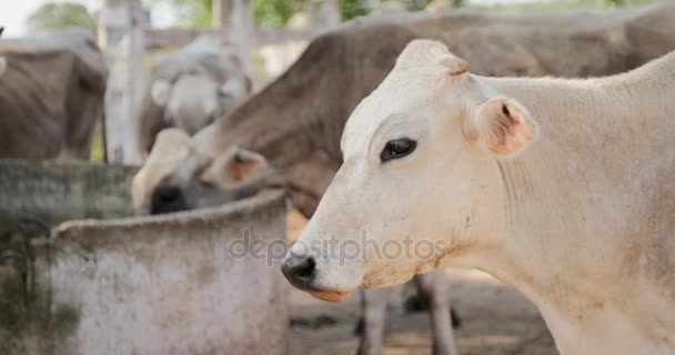 Коровы на ферме в сельской жизни ранчо — стоковое видео