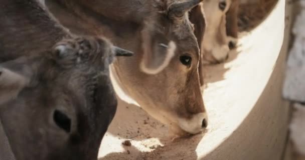 Vacas comiendo alimentos animales en granja alimentación de ganado — Vídeos de Stock