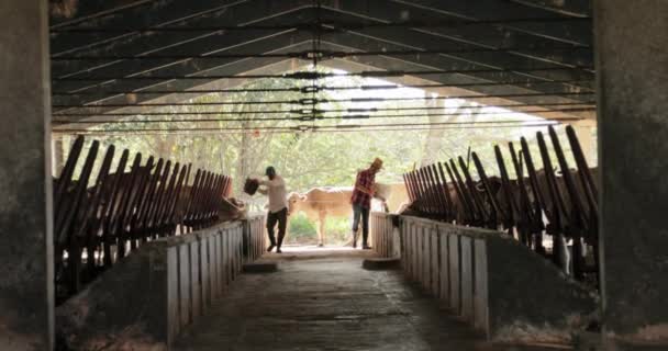 Сімейний бізнес фермери годують корів на ранчо селяни працюють — стокове відео