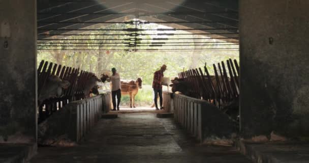 Slow Motion jordbrukare utfodringen av korna i Ranch bönderna arbetar — Stockvideo