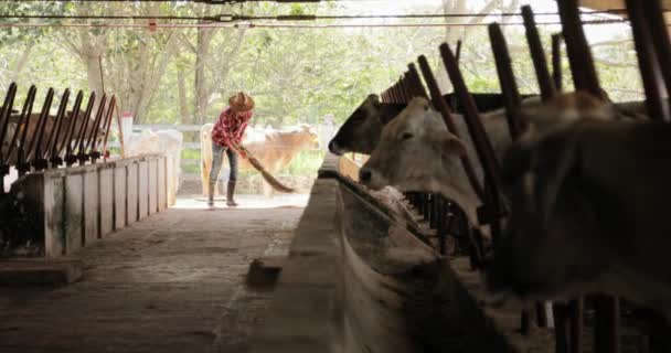 Homem limpeza Fazenda Fazendeiro varrendo estábulos pessoas no rancho — Vídeo de Stock