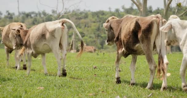 Vaches à mouvement lent Animaux d'élevage dans la ferme et le ranch 