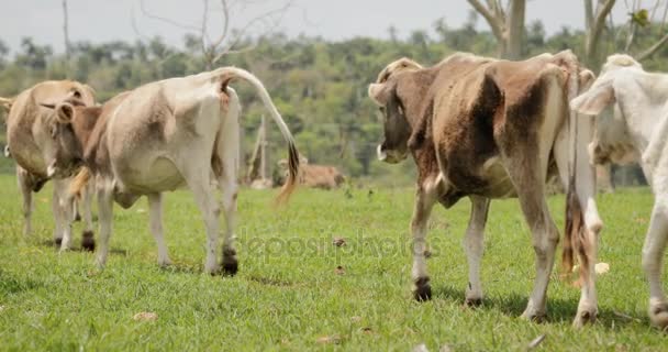 Slow Motion Cows Livestock Animals In Farm And Ranch — Stock Video