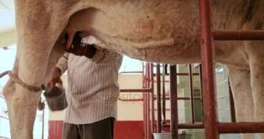 Çiftçi aile Çiftliği ve Ranch hayvancılık'inek sağım