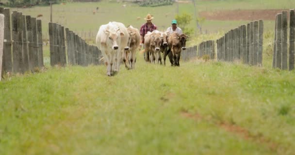 Cámara lenta abuelo padre niño en familia rancho — Vídeo de stock