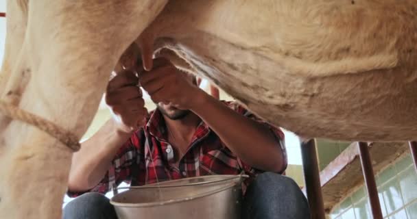 Homme Lait Vache Dans La Ferme Familiale Animaux Dans Le Ranch — Video