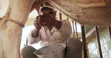 İnsanların aile çiftliği süt inek olmaya çalışan