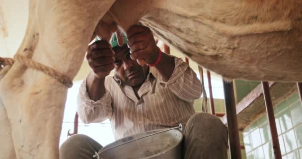 농부가 가족 농장 슬로우 모션에서 암소를 젖을 짜기 — 비디오