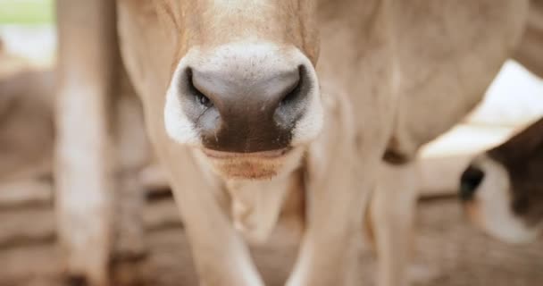 Коровья коровка и аниме из носа живут на ранчо — стоковое видео
