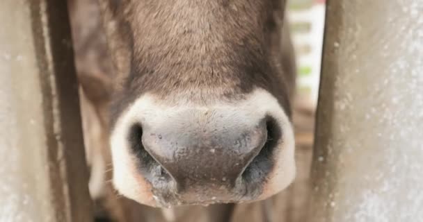 Yüz ve burun hayvan çiftliğinde yaşayan inek — Stok video