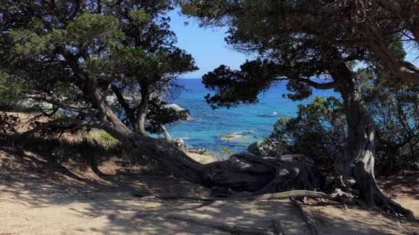 Árboles Flora Mar Mediterráneo Paisaje Cerdeña Cerdeña Italia — Vídeo de stock