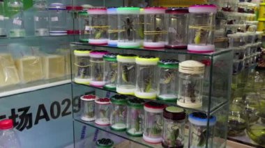 Cırcır böcekleri hayvanlar evcil hayvan Çin dükkanında Şangay Çin Asya