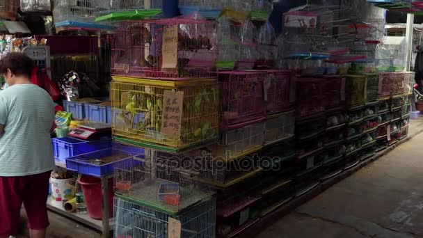 Exotic Birds Sold As Pets In Chinese Market China Asia — Stock Video