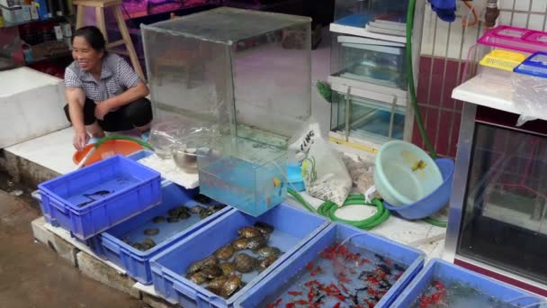 Donna che vende animali domestici Pesce rosso tartarughe al mercato Cina Asia — Video Stock