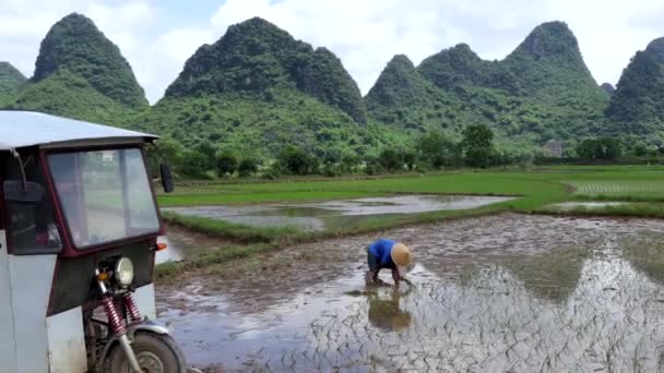 Αγρότης που εργάζεται σε ριζοχώραφο φύτευση Κίνα κινεζική επαρχία ρύζι — Αρχείο Βίντεο