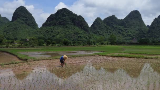 Landwirt arbeitet im Reisfeld beim Pflanzen von Reis chinesische Landschaft China — Stockvideo