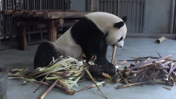 Panda gigante comendo bambu no centro de pesquisa de Chengdu China Ásia — Vídeo de Stock