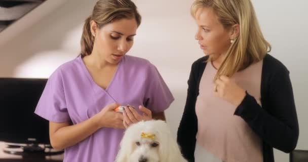 Ensino veterinário como usar o cortador de unhas com cão — Vídeo de Stock