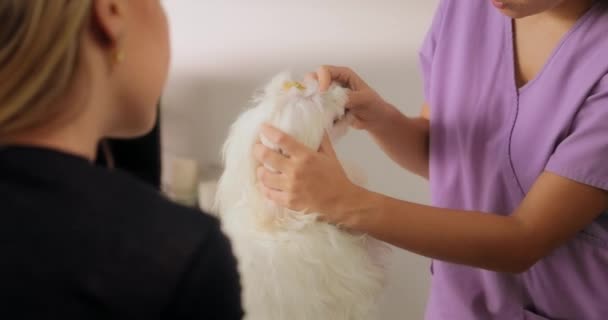 Animal doctor visitando perro y chequeando dientes boca — Vídeos de Stock