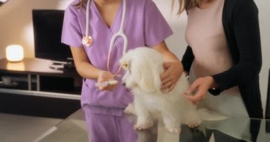 Veteriner ve tıp uyuşturucu köpeğe veren köpek sahibi