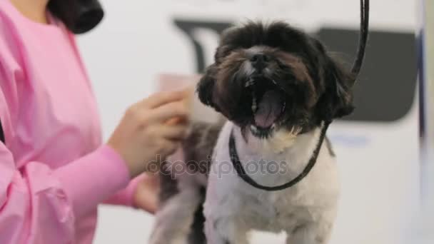 在宠物店工作和美容狗的妇女 — 图库视频影像