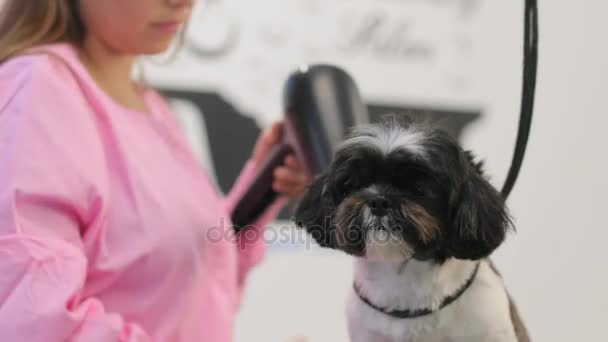 Chica en el trabajo en tienda de mascotas y el aseo del perro — Vídeos de Stock