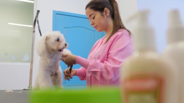 Chica en el trabajo en tienda de mascotas y el aseo del perro — Vídeos de Stock