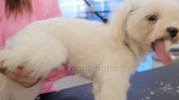 Mujer trabajando en tienda de mascotas y recortando pelo de perro — Vídeos de Stock