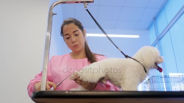 Jóvenes trabajando en tienda de mascotas con perro — Vídeos de Stock