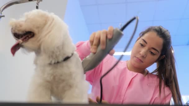 Здоровая собака в зоомагазине с женщиной, стригущей волосы — стоковое видео