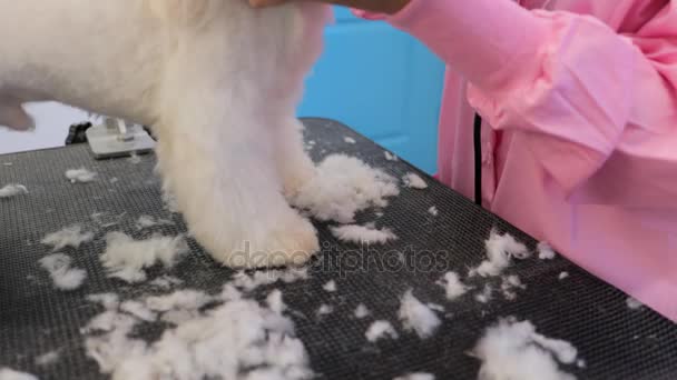 Cão branco na loja de animais de estimação com menina corte de cabelo — Vídeo de Stock