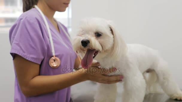 Doctor visitando perro en estudio con veterinaria y enferma mascota — Vídeos de Stock