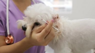 Doktor köpek kulak Kliniği içinde hayvan hastalıklarıyla ilgili meslek için temizlik
