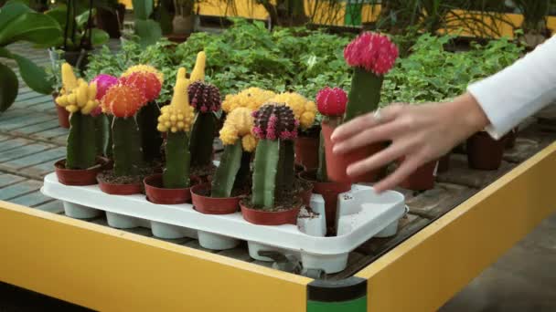 植物販売花の店のセールス マネージャーとして働いている青年 花の店の中のサボテンに触れる仕事で自営業の女性の手のクローズ アップ 中小企業の所有者としてワーカー女の子 — ストック動画