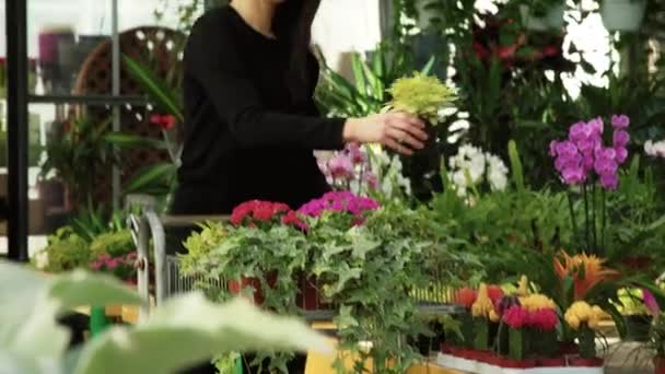 趣味と園芸用の花を買って 花屋でのショッピングの顧客として女性 若い人が歩いてお花屋さん カメラ目線クライアントの肖像画 温室効果で笑っている幸せな女の子 — ストック動画