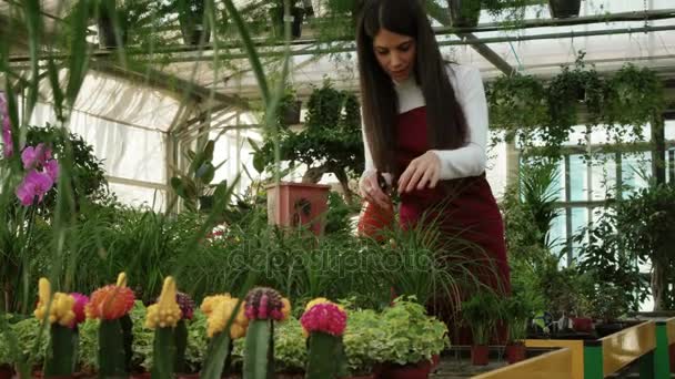 Jóvenes Trabajando Como Gerente Ventas Floristería Regando Flores Plantas Retrato — Vídeo de stock