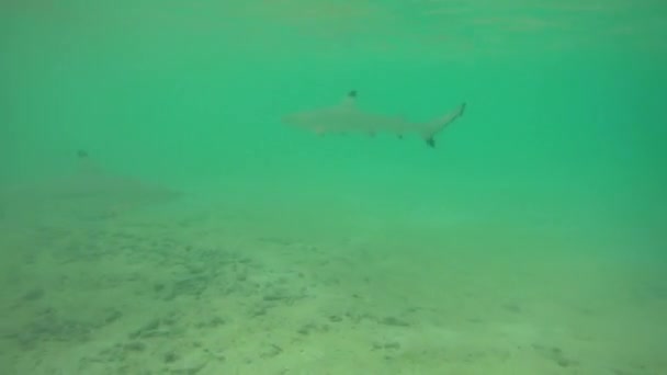 Молодые Чернопёрые Рифовые Акулы Carcharhinus Melanopterus Охотятся Рыб Мелководье Мальдивах — стоковое видео