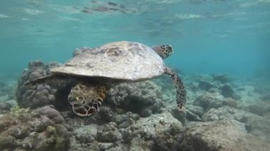 Hawksbill deniz kaplumbağası (Eretmochelys Imbricata), eleştirel deniz sürüngen, sualtı mercan resif sığ sularda yüzme tehlikeye attın. Maldivler, Asya, Hint Okyanusu. Vahşi hayvan, yaban hayatı