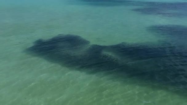 Μωρό Ύφαλο Blacktip Καρχαρίες Ψάρια Κυνήγι Carcharhinus Melanopterus Ρηχή Θάλασσα — Αρχείο Βίντεο