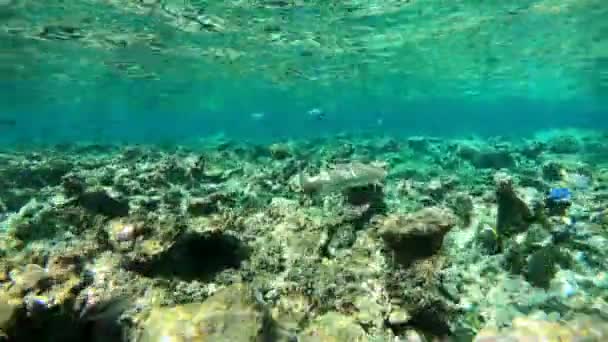 婴儿黑鳍礁鲨 Carcharhinus Melanopterus 和鱼在马尔代夫 印度洋浅海水域游泳 珊瑚礁上的海洋生物 野生动物 野生动物 — 图库视频影像