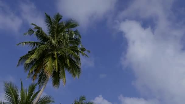 Palmeras Con Nubes Que Pasan Por Cielo Azul Tropical Copiar — Vídeos de Stock