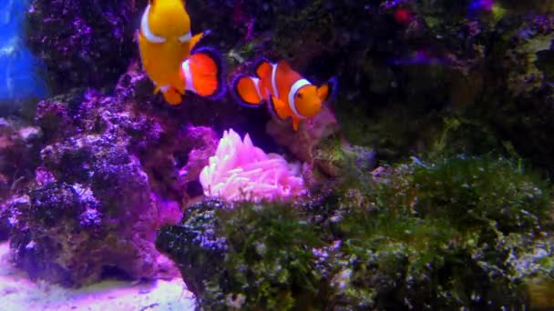 Tokyo Japonya Asya Akvaryumda Yüzme Palyaço Balığı Deniz Suyu Içinde — Stok video