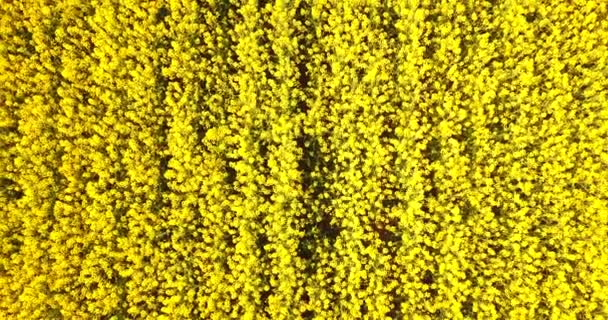 Aerial View Fields Full Yellow Rapeseed Flowers Canola Oil Production — Stock Video