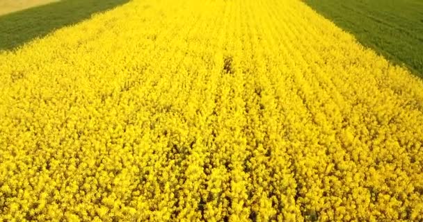 Αεροφωτογραφία Του Πεδία Γεμάτο Λουλούδια Κίτρινα Ελαιοκράμβη Για Την Παραγωγή — Αρχείο Βίντεο