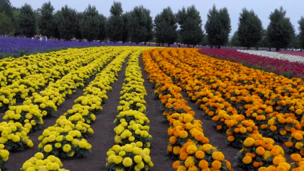 Nakafurano Japão Julho 2019 Vista Campo Flores Fazenda Tomita Famosa — Vídeo de Stock