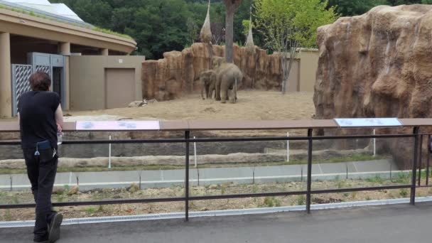 Sapporo Japão Julho 2019 Elefantes Asiáticos Elephas Maximus Comendo Zoológico — Vídeo de Stock