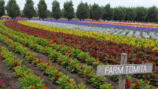 Nakafurano Japonia Lipiec 2019 Widok Pole Kwiatowe Farm Tomita Słynnej — Wideo stockowe