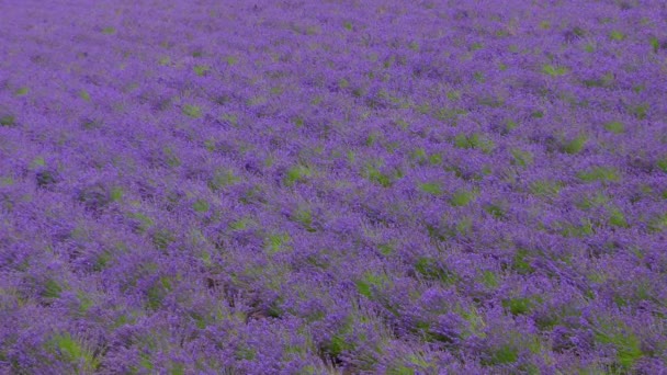 Pohled Levandulová Pole Farmě Tomita Slavná Japonská Atrakce Nakafuranu Hokkaido — Stock video