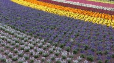 Tomita Çiftliği 'ndeki çiçek tarlaları Nakafurano, Hokkaido, Japonya ve Asya' daki ünlü turistik merkezler. Tarlada çiçek açan çiçekler, Japon halkı ve uluslararası ziyaretçilerle doğal manzara.